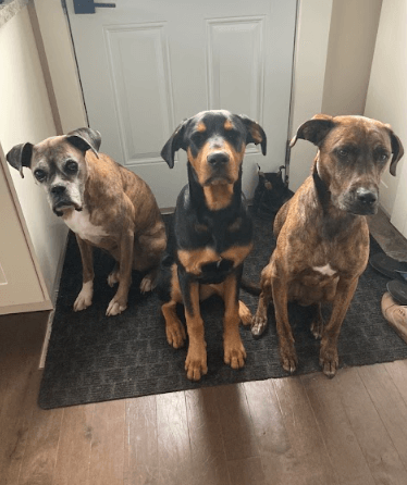 three gorgeous pups